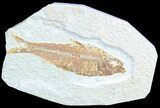 Bargain, Knightia Fossil Fish - Wyoming #50581-1